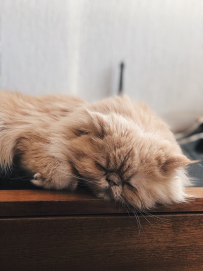 长毛棕色猫，睡在棕色的地面上